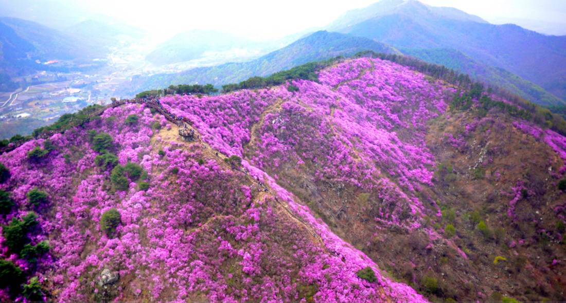 Azalea Flowers